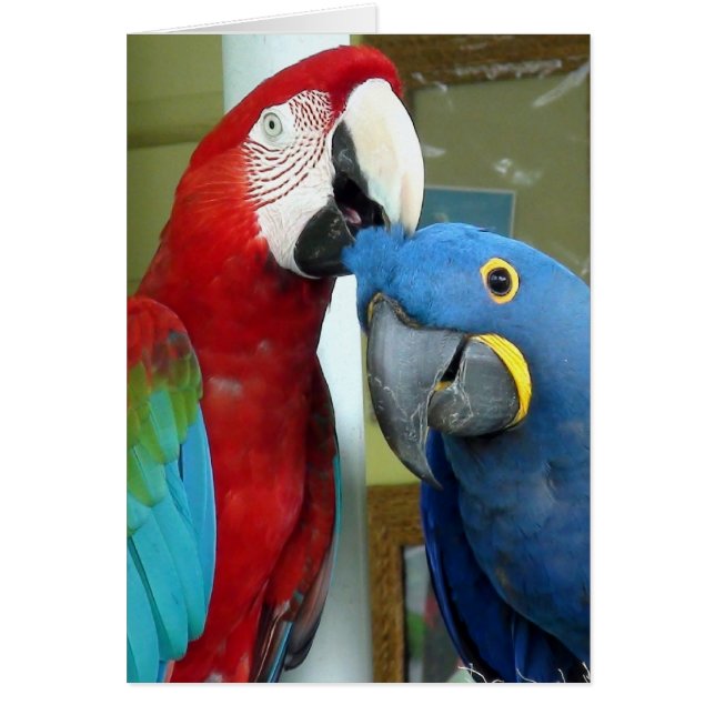 Kleurrijke rode en blauwe Macaws (Voorkant)