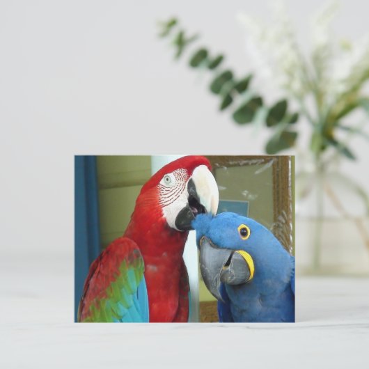 Kleurrijke rode en blauwe Macaws Briefkaart (Staand voorkant)
