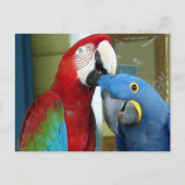 Kleurrijke rode en blauwe Macaws Briefkaart (Voorkant)
