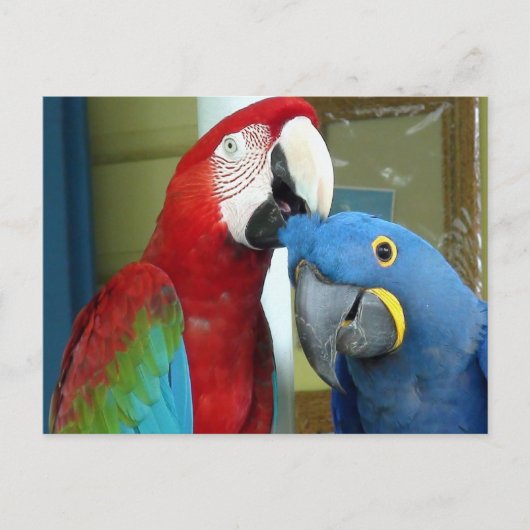 Kleurrijke rode en blauwe Macaws Briefkaart (Voorkant)