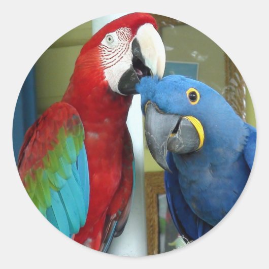 Kleurrijke rode en blauwe Macaws Ronde Sticker (Voorkant)