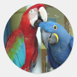Kleurrijke rode en blauwe Macaws Ronde Sticker