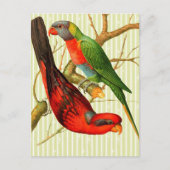 Kleurrijke  rode & groene papegaaien illustratie briefkaart (Voorkant)