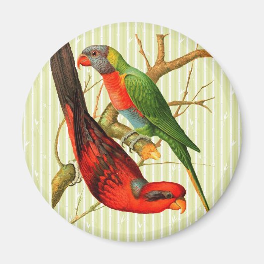 Kleurrijke rode & groene papegaaien illustratie magneet (Voorkant)