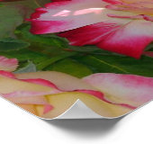 Kleurrijke rode rozen poster (Hoek)