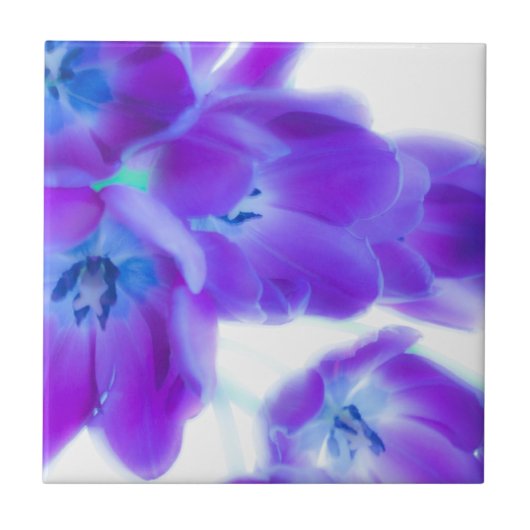 Kleurrijke, roemrijke, paarse tulpen tegeltje (Voorkant)