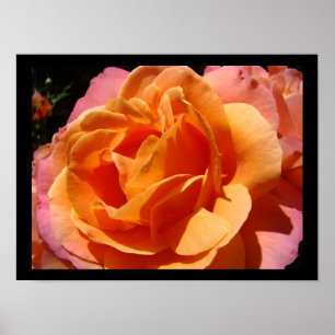 Kleurrijke roos bloem bloemige kunstprint poster