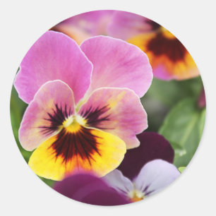 Kleurrijke Roze en Gele Pansy Bloem Ronde Sticker