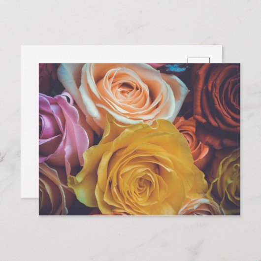 Kleurrijke Rozen Briefkaart (Voorkant / Achterkant)