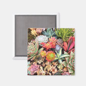 Kleurrijke sappige mixmagneet magneet (Voorkant / Achterkant)