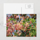 Kleurrijke schoenenboom bloesems briefkaart (Voorkant / Achterkant)