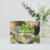 Kleurrijke successen met Silver Grass Briefkaart (Staand voorkant)