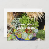 Kleurrijke successen met Silver Grass Briefkaart (Voorkant / Achterkant)