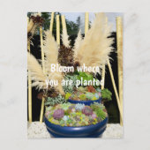 Kleurrijke successen met Silver Grass Briefkaart (Voorkant)