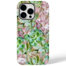 Kleurrijke Succulent