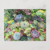 Kleurrijke Succulent Garden Briefkaart (Voorkant)