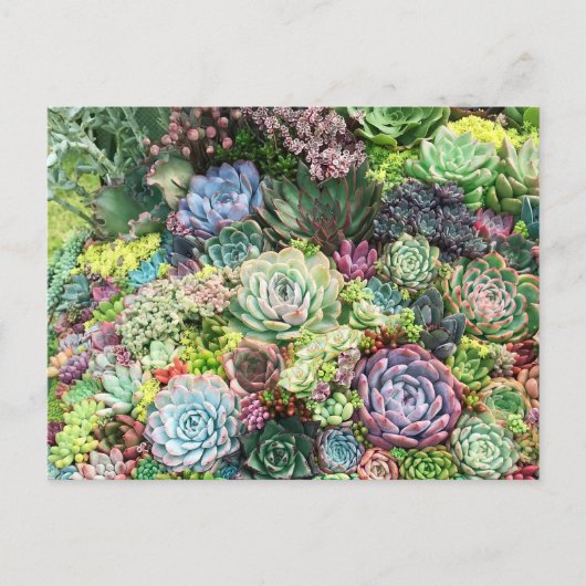 Kleurrijke Succulent Garden Briefkaart (Voorkant)