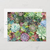 Kleurrijke Succulent Garden Briefkaart (Voorkant / Achterkant)