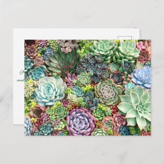 Kleurrijke Succulent Garden Briefkaart (Voorkant / Achterkant)