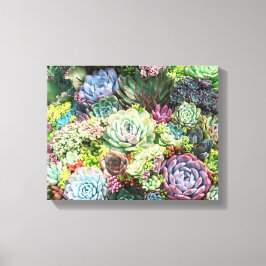 Kleurrijke Succulent Garden Canvas Afdruk