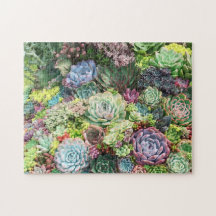 Kleurrijke Succulent Garden
