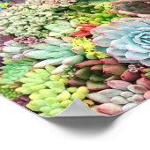 Kleurrijke Succulent Garden Poster (Hoek)