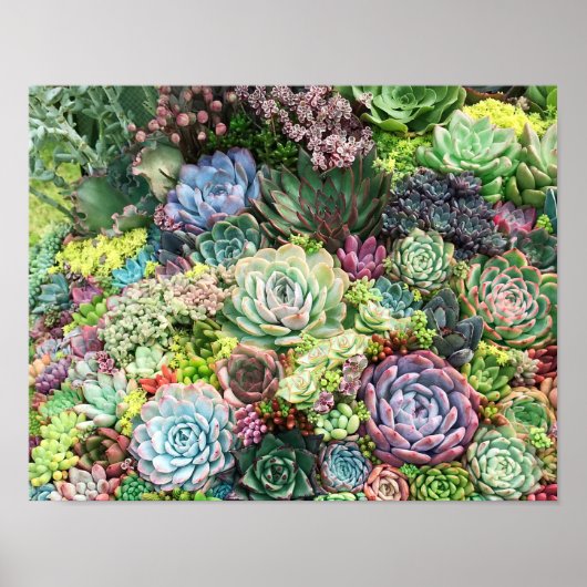 Kleurrijke Succulent Garden Poster (Voorkant)