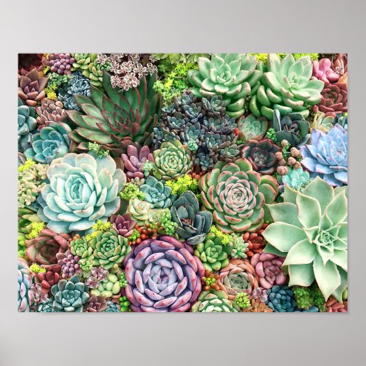 Kleurrijke Succulent Garden Poster (Voorkant)