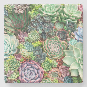 Kleurrijke Succulent Garden Stenen Onderzetter