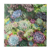 Kleurrijke Succulent Garden Tegeltje (Voorkant)