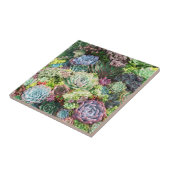 Kleurrijke Succulent Garden Tegeltje (Zijkant)