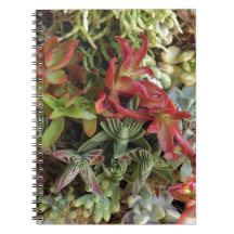 Kleurrijke succulent