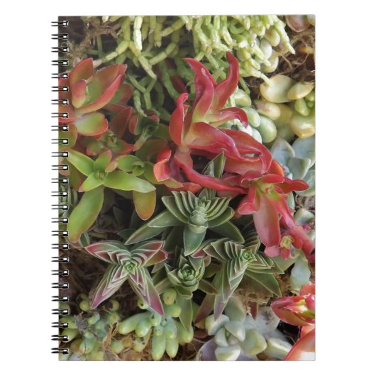 Kleurrijke succulent notitieboek (Voorkant)