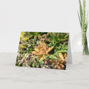 kleurrijke succulente planten kaart
