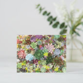 kleurrijke Succulenten Briefkaart (Staand voorkant)
