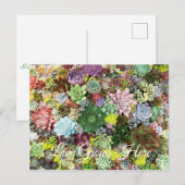 kleurrijke Succulenten Briefkaart (Voorkant / Achterkant)