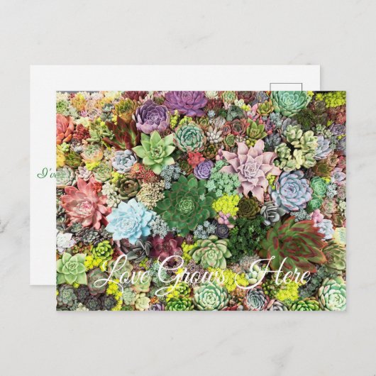 kleurrijke Succulenten Briefkaart (Voorkant / Achterkant)