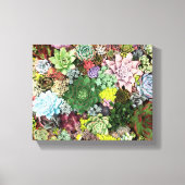 kleurrijke Succulenten Canvas Afdruk (Voorkant)