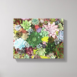 kleurrijke Succulenten Canvas Afdruk
