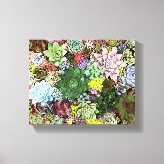 kleurrijke Succulenten Canvas Afdruk (Voorkant)