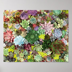 kleurrijke Succulenten Poster