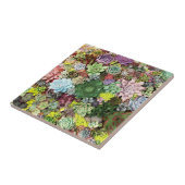 kleurrijke Succulenten Tegeltje (Zijkant)