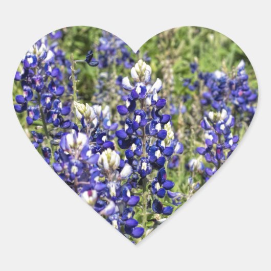 Kleurrijke Texas Bluebonnets - Lupinus texensis Hart Sticker (Voorkant)