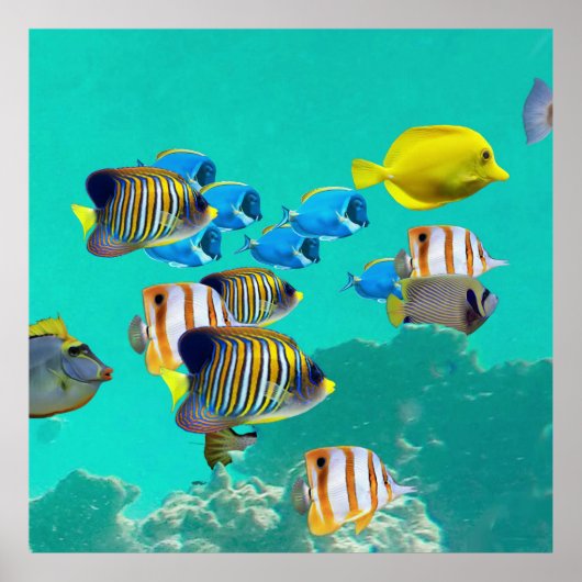 Kleurrijke tropische vis met koraalrif poster (Voorkant)