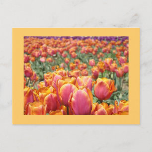 Kleurrijke Tulp Bloem ansichtkaarten Tulpen op maa Briefkaart