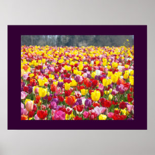 Kleurrijke Tulp Bloemen Tuinfestival Kunstprints Poster