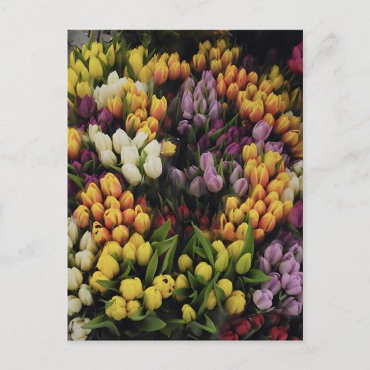 Kleurrijke Tulp Bloemtuin in Bloei, Stijlvol Briefkaart (Voorkant)
