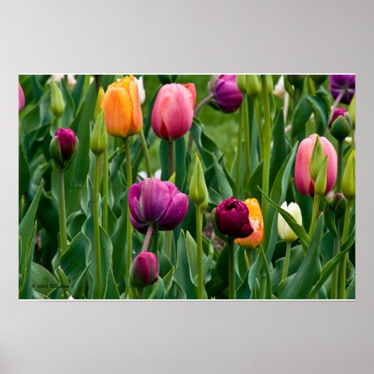Kleurrijke tulpen afdrukken poster (Voorkant)