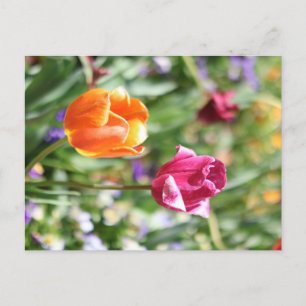 Kleurrijke Tulpen Botanische Ansichtkaart Briefkaart