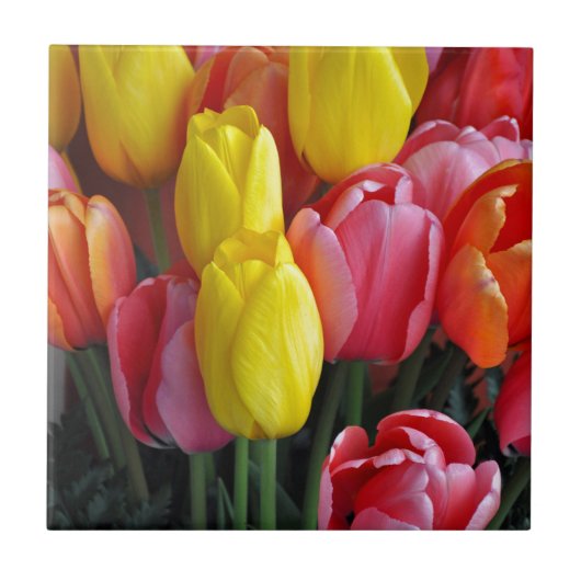 Kleurrijke tulpen bouquet tegeltje (Voorkant)